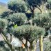 Borovica lesná (Pinus Sylvestris) ´WATERERI´ (-30°C) - výška: 130+ cm, kont. C230L